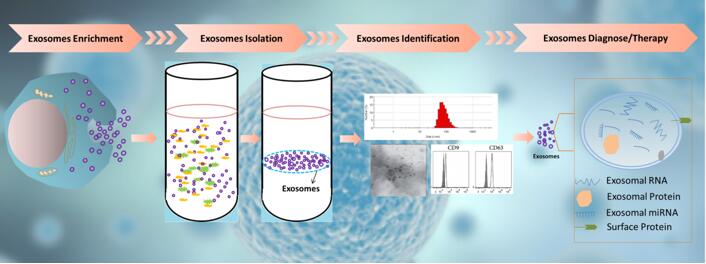 LDH Cytotoxicity Assay